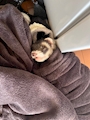 chiko