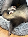 chiko