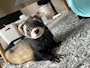 chiko