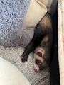 chiko