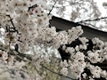 芽吹