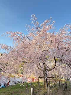 なお「お花見」