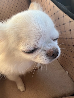 なお「トリミング帰り」