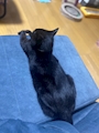 新着ブログ 20:15~
