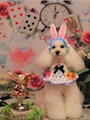 Ciel