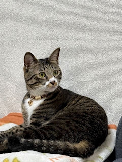 ꒰ঌ 白咲 涼 ໒꒱