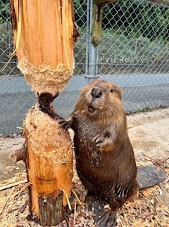 プロフィール写真1・くわもと｜Laputa・ラピュタ - 岡崎のガールズバー