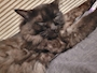 chiko