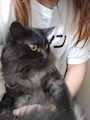 chiko