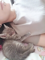chiko