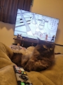 chiko