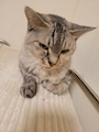 chiko
