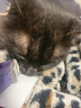 chiko