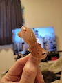 chiko