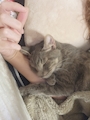 chiko