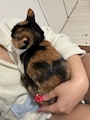 chiko