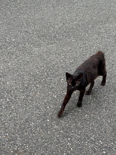 今日もいるんだなも( ᴖ ̫ᴖ )