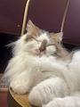 chiko
