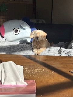 ひな