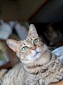 chiko