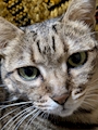 chiko