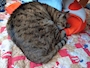 chiko
