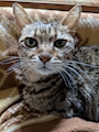 chiko