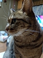 chiko