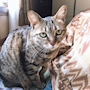 chiko