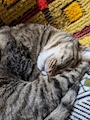 chiko