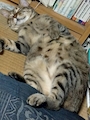 chiko