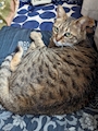 chiko