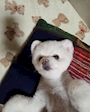 chiko