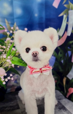 🐶ソラ🐾