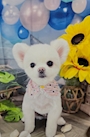 chiko