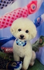 chiko