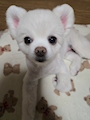 chiko
