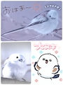 chiko