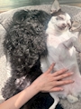 新着ブログ 天気がいいけん、うちのBABYは日向ぼっこ🐶🔆してたわよ❤️⚡️☀️