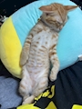 chiko