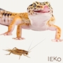 chiko
