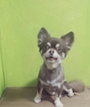 chiko