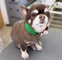 chiko