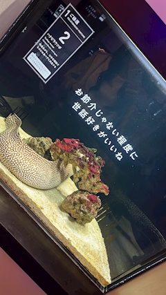 女の子