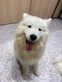 chiko