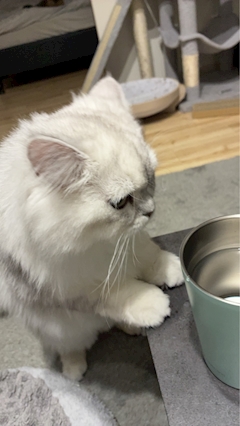 かれん