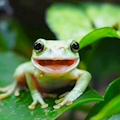 みお🐸