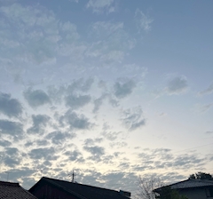 あみ