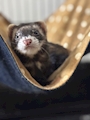 chiko