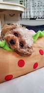 chiko